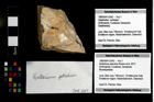 Foto (Objekt + Etikett) von Bullariscus patruliusi (Robins et al., 2013)  (NHMW-GEO-1990-0041-3342)